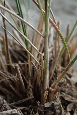 Stipa eriocaulis subsp. austriaca \ &Ouml;sterreichisches Federgras / Austrian Feather-Grass, D Beuron 26.6.2018