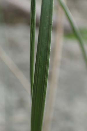 Stipa eriocaulis subsp. austriaca \ &Ouml;sterreichisches Federgras / Austrian Feather-Grass, D Beuron 26.6.2018