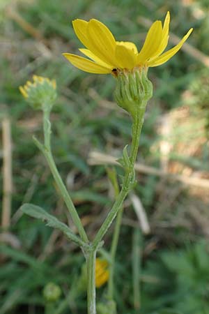 Senecio aquaticus \ Wasser-Greiskraut / Marsh Ragwort, D H&ouml;velhof 23.8.2018