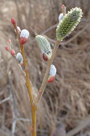 Salix caprea \ Sal-Weide / Goat Willow, D Pfalz, Speyer 13.3.2019