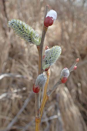 Salix caprea \ Sal-Weide / Goat Willow, D Pfalz, Speyer 13.3.2019