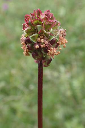 Sanguisorba minor \ Kleiner Wiesenknopf / Salad Burnet, D Herborn 25.4.2019