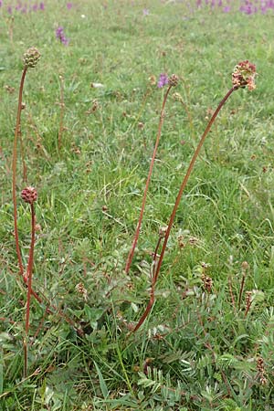 Sanguisorba minor \ Kleiner Wiesenknopf / Salad Burnet, D Herborn 25.4.2019