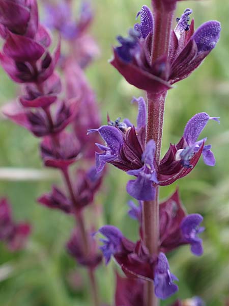 Salvia nemorosa \ Hain-Salbei, Steppen-Salbei / Balkan Clary, D Mannheim 5.5.2019