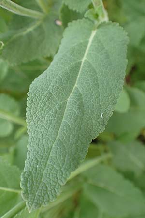 Salvia nemorosa \ Hain-Salbei, Steppen-Salbei / Balkan Clary, D Mannheim 5.5.2019