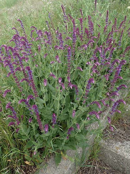 Salvia nemorosa \ Hain-Salbei, Steppen-Salbei / Balkan Clary, D Mannheim 5.5.2019