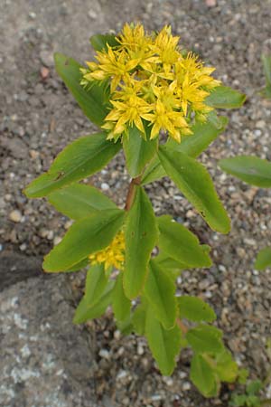 Sedum aizoon \ Deckblatt-Asienfetthenne / Aizoon Stonecrop, D Botan.  Gar.  Krefeld 13.6.2019