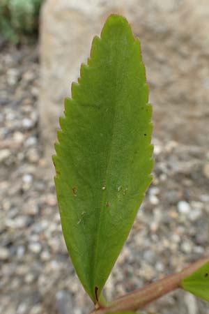 Sedum aizoon \ Deckblatt-Asienfetthenne / Aizoon Stonecrop, D Botan.  Gar.  Krefeld 13.6.2019