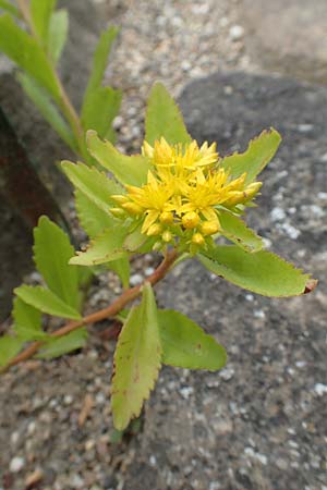 Sedum aizoon \ Deckblatt-Asienfetthenne / Aizoon Stonecrop, D Botan.  Gar.  Krefeld 13.6.2019
