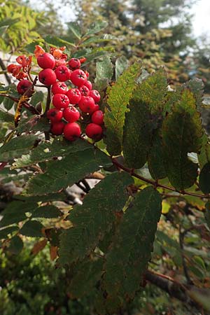 Sorbus aucuparia \ Vogelbeere, Eberesche / Rowan, D Schwarzwald/Black-Forest, Hornisgrinde 6.9.2019