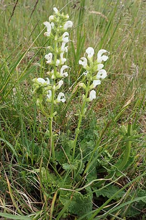 Salvia pratensis \ Wiesen-Salbei / Meadow Clary, D Gr&uuml;nstadt-Asselheim 14.5.2020