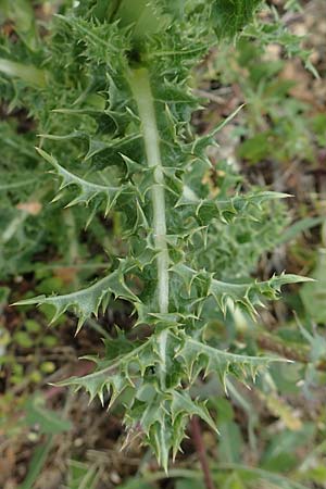 Sonchus asper \ Raue G�nsedistel / Prickly Sow-Thistle, D Aachen 9.6.2020