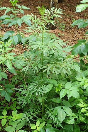 Sambucus nigra forma laciniata \ Geschlitztbl&auml;ttriger Schwarzer Holunder / Fernleaf Elder, D Brilon-Scharfenberg 11.6.2020