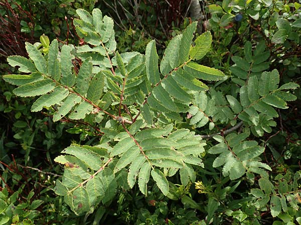 Sorbus aucuparia \ Vogelbeere, Eberesche / Rowan, D Schwarzwald/Black-Forest, Hornisgrinde 22.7.2020