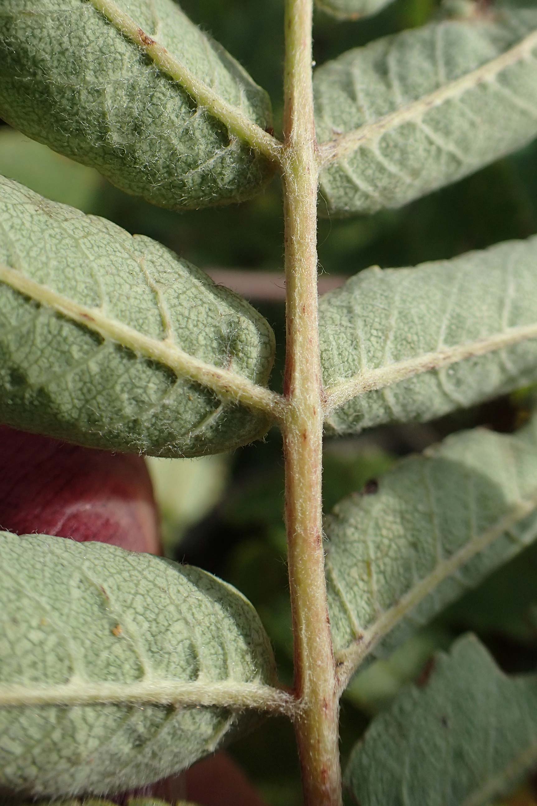 Sorbus aucuparia \ Vogelbeere, Eberesche / Rowan, D Schwarzwald/Black-Forest, Hornisgrinde 22.7.2020