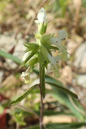 Stachys annua \ Einj�hriger Ziest / Annual Yellow Woundwort, D Friedewald 29.7.2020