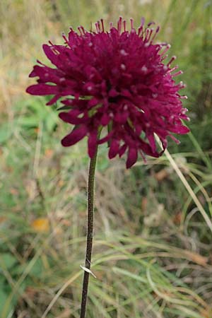 Scabiosa atropurpurea \ Samt-Skabiose / Sweet Scabious, D Weinheim an der Bergstra&szlig;e, Botan. Gar.  Hermannshof 22.10.2020