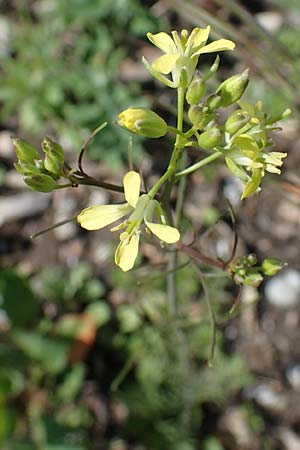 Sisymbrium altissimum \ Riesen-Rauke, Ungarische Rauke / Tall Rocket, D Mannheim 19.5.2021