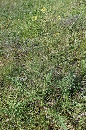 Sisymbrium altissimum \ Riesen-Rauke, Ungarische Rauke / Tall Rocket, D Gr&uuml;nstadt-Asselheim 28.5.2021