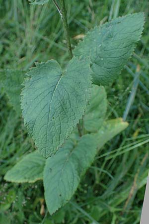 Senecio alpinus \ Alpen-Greiskraut / Alpine Ragwort, D Altusried-Walzlings 12.7.2021