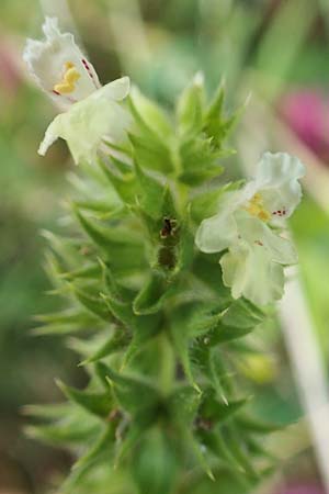 Stachys annua \ Einj�hriger Ziest / Annual Yellow Woundwort, D Gr&uuml;nstadt-Asselheim 6.8.2021
