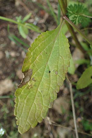 Stachys annua \ Einj�hriger Ziest / Annual Yellow Woundwort, D Gr&uuml;nstadt-Asselheim 6.8.2021
