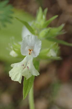 Stachys annua \ Einj�hriger Ziest / Annual Yellow Woundwort, D Gr&uuml;nstadt-Asselheim 6.8.2021