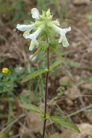 Stachys annua \ Einj�hriger Ziest / Annual Yellow Woundwort, D Gr&uuml;nstadt-Asselheim 6.8.2021