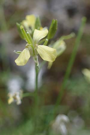 Sisymbrium altissimum \ Riesen-Rauke, Ungarische Rauke / Tall Rocket, D Neuleiningen 6.8.2021