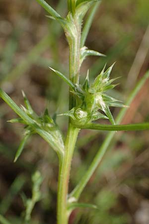 Salsola tragus \ Ukraine-Salzkraut, Ruthenisches Salzkraut / Russian Thistle, Glasswort, D Sandhausen 13.8.2021