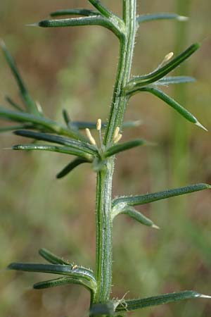 Salsola tragus \ Ukraine-Salzkraut, Ruthenisches Salzkraut / Russian Thistle, Glasswort, D Sandhausen 13.8.2021