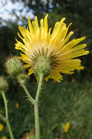 Sonchus arvensis \ Acker-G�nsedistel / Perennial Sow-Thistle, Common Field Sow-Thistle, D Neuleiningen 26.8.2021