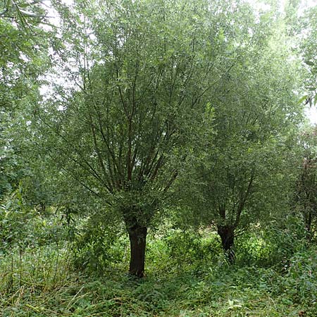 Salix alba \ Silber-Weide / White Willow, D Hamburg 12.9.2021