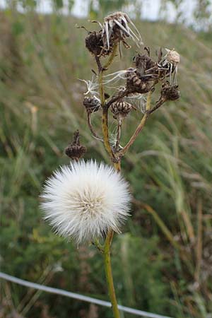 Sonchus arvensis var. maritimus \ Strand-G�nsedistel / Sea Sow-Thistle, D Hohwacht 13.9.2021
