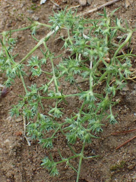 Scleranthus annuus \ Einj&auml;hriges Kn�uelkraut / Annual Knawel, D Erlenbach am Main 28.5.2022