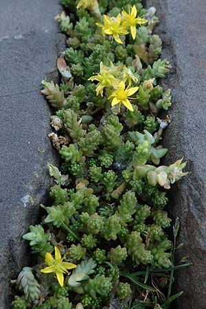 Sedum acre \ Scharfer Mauerpfeffer / Biting Stonecrop, D Th&uuml;ringen, Bad Frankenhausen 6.6.2022