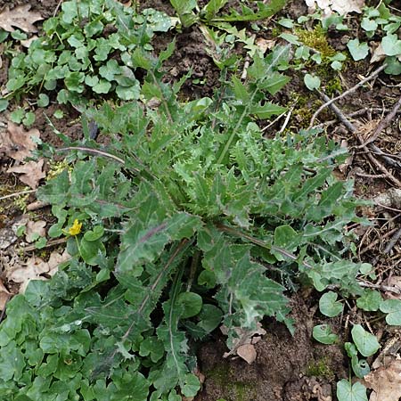 Sonchus asper \ Raue G�nsedistel / Prickly Sow-Thistle, D Michelstadt-Steinbach 8.4.2023