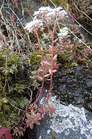Sedum album \ Wei�er Mauerpfeffer / White Stonecrop, D Idar-Oberstein 26.6.2023