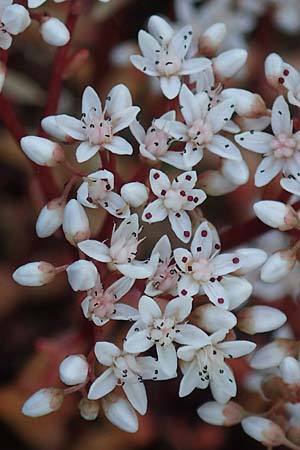 Sedum album \ Wei�er Mauerpfeffer / White Stonecrop, D Idar-Oberstein 26.6.2023