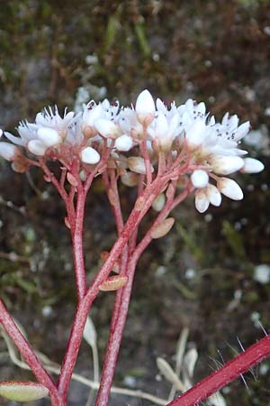 Sedum album \ Wei�er Mauerpfeffer / White Stonecrop, D Idar-Oberstein 26.6.2023