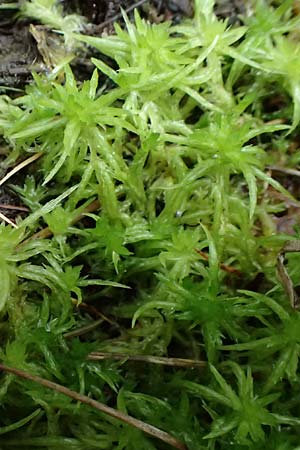 Sphagnum auriculatum agg. \ Gez&auml;hneltes Torfmoos / Toothed Sphagnum, D Odenwald, Mossautal 14.10.2023