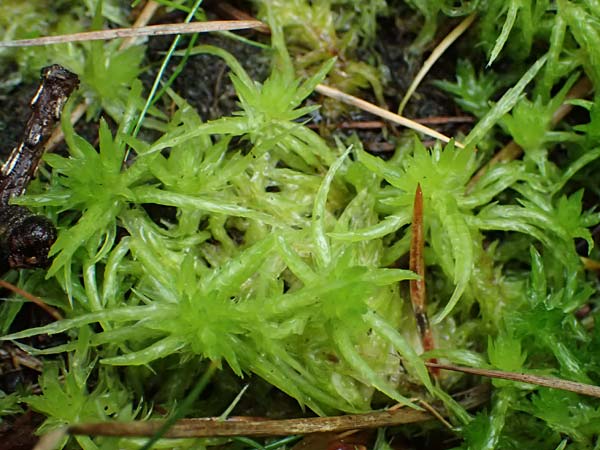 Sphagnum auriculatum agg. \ Gez&auml;hneltes Torfmoos / Toothed Sphagnum, D Odenwald, Mossautal 14.10.2023