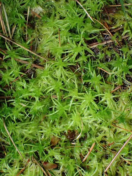 Sphagnum auriculatum agg. \ Gez&auml;hneltes Torfmoos / Toothed Sphagnum, D Odenwald, Mossautal 14.10.2023