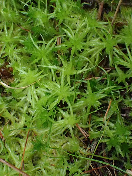 Sphagnum auriculatum agg. \ Gez&auml;hneltes Torfmoos / Toothed Sphagnum, D Odenwald, Mossautal 14.10.2023