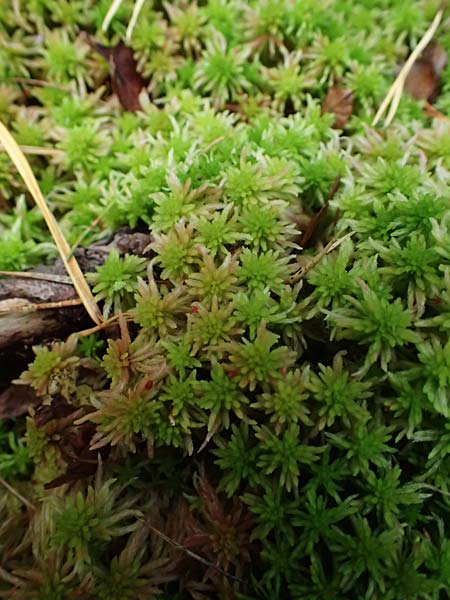 Sphagnum angustifolium agg. \ Schmalbl&auml;ttriges Torfmoos / Narrow-Leaved Sphagnum, D Odenwald, Mossautal 14.10.2023
