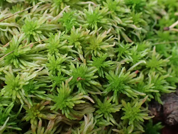 Sphagnum angustifolium agg. \ Schmalbl&auml;ttriges Torfmoos / Narrow-Leaved Sphagnum, D Odenwald, Mossautal 14.10.2023