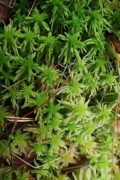Sphagnum angustifolium agg. \ Schmalbl&auml;ttriges Torfmoos / Narrow-Leaved Sphagnum, D Odenwald, Mossautal 14.10.2023