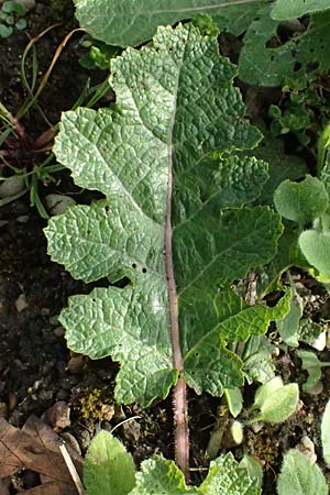 Salvia austriaca \ &Ouml;sterreichischer Salbei / Austrian Sage, D   8.4.2024