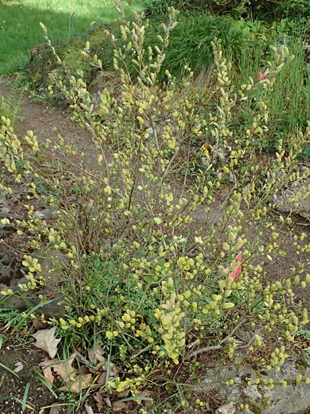 Salix alpina \ Alpen-Weide / Alpine Willow, D  8.4.2024