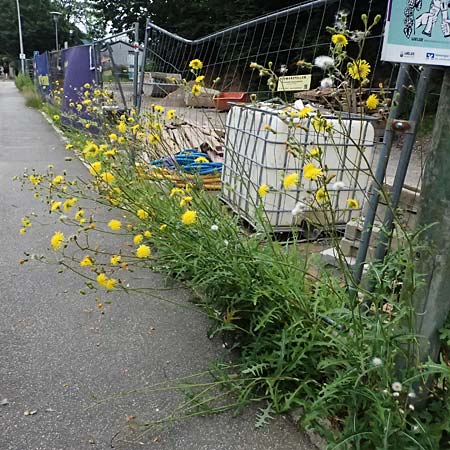 Sonchus arvensis \ Acker-G�nsedistel / Perennial Sow-Thistle, Common Field Sow-Thistle, D Weinheim an der Bergstra&szlig;e 21.7.2024